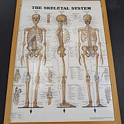 Anatomical  Posters 